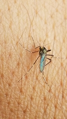 Aedes atropalpus