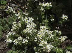 Leptosiphon nuttallii