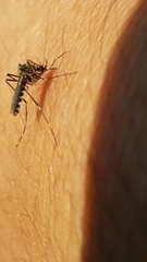 Aedes atropalpus