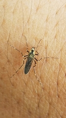 Aedes atropalpus