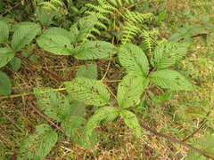 Rubus megalococcus