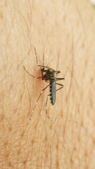 Aedes atropalpus