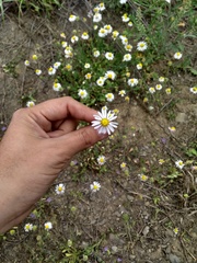 Dichaetophora campestris