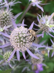 Anthophila