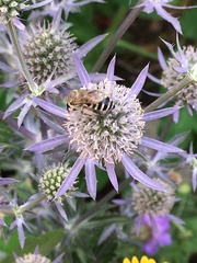 Anthophila