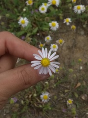 Dichaetophora campestris