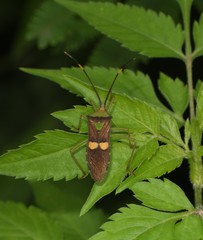 Prismatocerus signatus