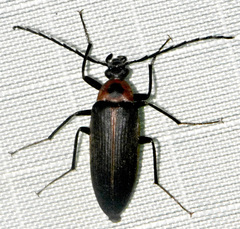 Pseudocistela marginata