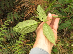 Rubus megalococcus