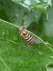 Syrphus knabi