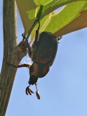 Oryctomorphus maculicollis