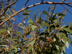 Eucalyptus racemosa