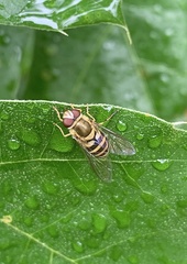 Syrphus knabi