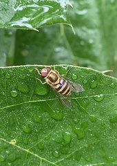 Syrphus knabi
