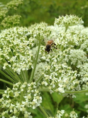 Apis mellifera