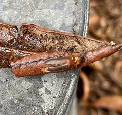 Selonodon