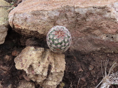 Echinocereus pectinatus rutowiorum
