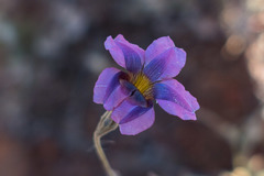 Goodenia vilmoriniae