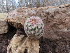 Echinocereus pectinatus rutowiorum