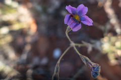 Goodenia vilmoriniae