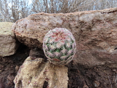 Echinocereus pectinatus rutowiorum