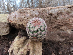 Echinocereus pectinatus rutowiorum