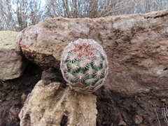 Echinocereus pectinatus rutowiorum