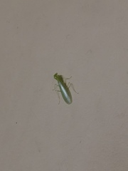 Tropidomantis tenera