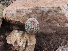 Echinocereus pectinatus rutowiorum