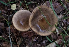Armillaria pallidula