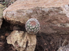 Echinocereus pectinatus rutowiorum