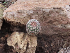 Echinocereus pectinatus rutowiorum