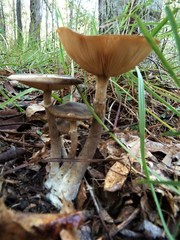 Armillaria pallidula