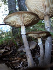 Armillaria pallidula