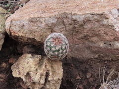 Echinocereus pectinatus rutowiorum