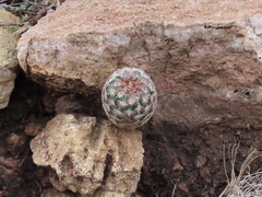 Echinocereus pectinatus rutowiorum