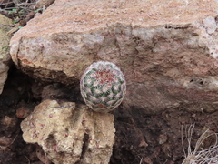 Echinocereus pectinatus rutowiorum