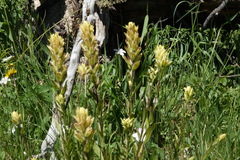 Castilleja septentrionalis