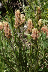Castilleja septentrionalis