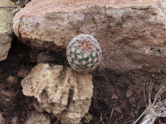 Echinocereus pectinatus rutowiorum