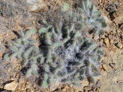Opuntia trichophora