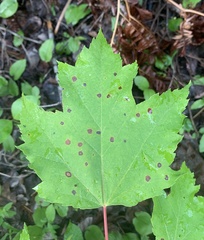 Acericecis ocellaris