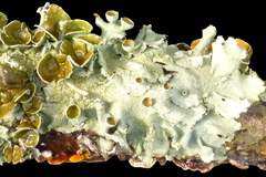 Parmotrema submarginale