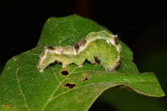 Acronicta hamamelis
