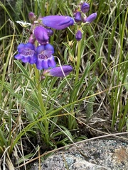 Penstemon hallii
