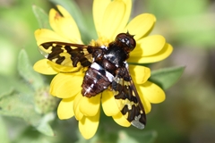 Exoprosopa caliptera