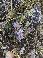 Erigeron pinnatisectus
