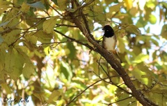 Pipilo maculatus × ocai