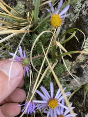 Erigeron pinnatisectus