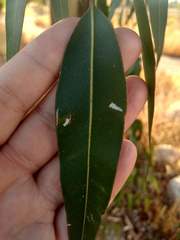 Psyllaephagus parvus